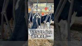 牛の世界も大変だね。弱肉強食（？）