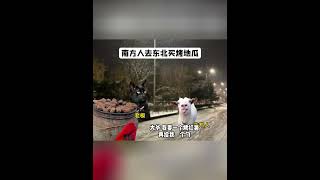 南方人去东北买烤地瓜 #猫meme #猫meme剧场 #东北 #烤红薯 #猫meme小剧场   #cat #故事 #funny  #貓 #搞笑 #pets