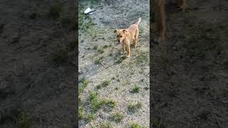 Gavster walks #funnyanimals #dog #dogs