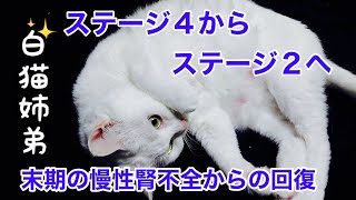 【慢性腎不全の猫ちゃん】末期ステージ４からステージ２になるまで。