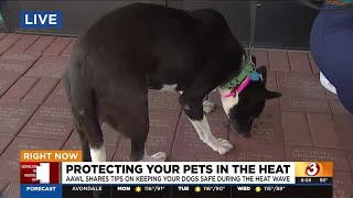 Protecting your pets during the dog days of summer