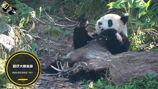 20210206 圓仔大爺坐姿，吞雲吐霧吃茄苳枝一夜干 The Giant Panda Yuan Zai