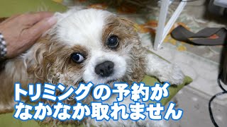 トリミングの予約がなかなか取れません