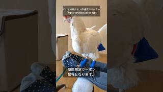 【6/23〜25限定】 お得な最大10%OFFクーポン にわとり Advantageous up to 10% OFF coupon chicken【鶏 オムツ 鳥 おむつ ペット ニワトリ】