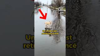 Ce chiot se retrouve coincé au milieu de l’eau puis reçoit un précieux soutien