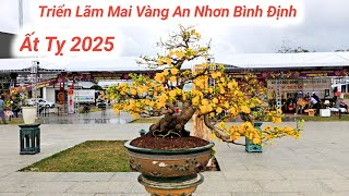 Mai Vàng Bình Định Xuân Ất Tỵ.Triển Lãm Hội Thi Mai Vàng TX An Nhơn Năm 2025.