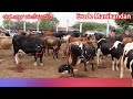 ಈರೋಡ್ ಹಸು ಮಾರುಕಟ್ಟೆ ಉತ್ತಮ ಹಸುಗಳು ಕಡಿಮೆ ಬೆಲೆ tamil nadu cow market low cost cow