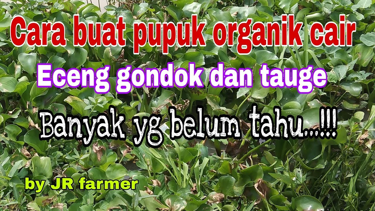 Cara Buat Pupuk Organik Cair Super Dari Eceng Gondok Dan Tauge - YouTube