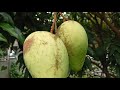 best npk fertilizer for mango trees best fertilizer