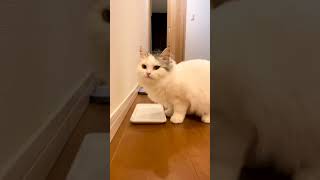 水避けチャレンジを勘違いする猫達【おしゃべりする猫】 #Shorts 【猫アテレコ】