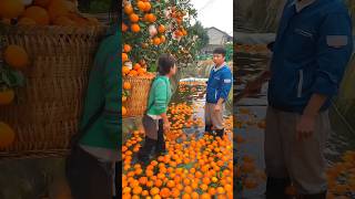 Amazing Poor Orange Seller!🍊🍊#shorts #ytshorts #orange