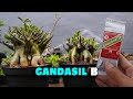 Benefits and How to Use Gandasil B Fertilizer for Adenium Plants. ( Subtitle ) Desert Rose Bonsai