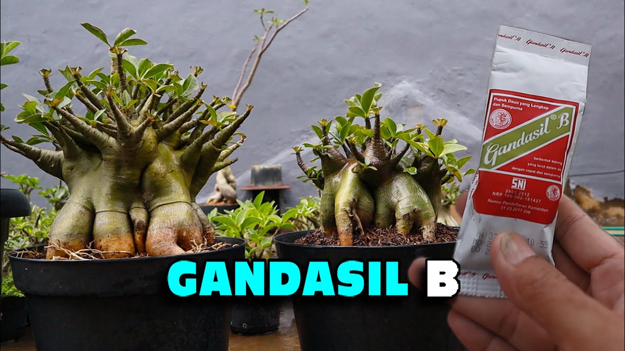 Benefits And How To Use Gandasil B Fertilizer For Adenium Plants ...