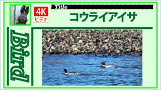 【4K】コウライアイサ　～昨年に続き～　20221207　Bird　野鳥