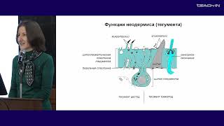 Богомолова Е.В. - Зоология беспозвоночных - 16. Тип Platyhelminthes (Плоские черви): Neodermata