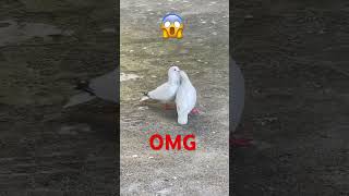 Kabutar Meeting😳 | Pigeon Meeting | #shorts #viral #trending #ytshorts #youtube #video