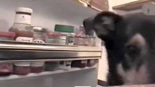 Rover, The Fridge Raider- PetTube