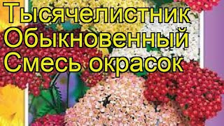 Тысячелистник обыкновенный Смесь окрасок. Краткий обзор, описание характеристик