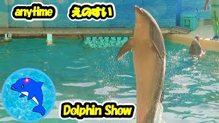 🐬ニコ練習中🐬本編7分ごろ～☆R7.2.20.#新江ノ島水族館 #イルカショー #えのすい #えのすいイルカショー  #新江ノ島水族館イルカショー#aquarium #enoshima