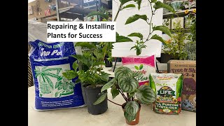 Repairing & Installing Plants for Success