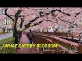 JINHAE CHERRY BLOSSOM || INDAHNYA BUNGA SAKURA DI KOREA || THE BEST CINEMATIC VIDEO