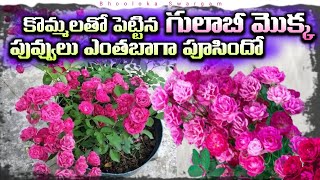 గులాబీ మొక్క stem cutting tho pettinndi puvvulu baga pusindi Homemade fertilizer for Rose plant