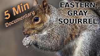 Eastern Gray Squirrel - 5 Minute Documentary