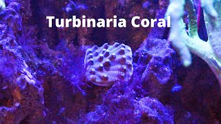 Turbinaria Coral Care