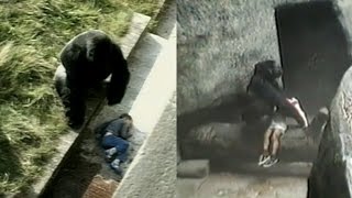 Kids Have Fallen Into Gorilla Enclosures In The Past But With Different Endings