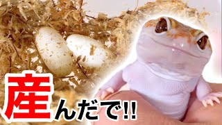 産卵後のレオパのソワソワ感が可愛すぎる…【ヒョウモントカゲモドキ　レオパ　繁殖】