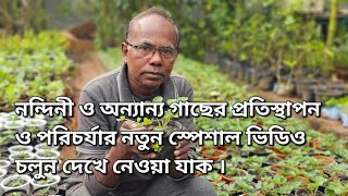 নন্দিনী ও অন্যান্য গাছের প্রতিস্থাপন ও পরিচর্যার নতুন স্পেশাল ভিডিও চলুন দেখে নেওয়া যাক ।