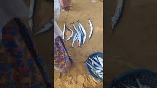 മുരൽ ലേല കാഴ്ചകൾ #shortvideo #poonthura #fish