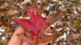 Red In December - Two (West Virginia Late Season Muzzleloader Hunt)