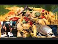 Labi-Labi Masak Pedas & Tupai Tunu / Borneo Dayak Iban Style / Borneo Exotic Food