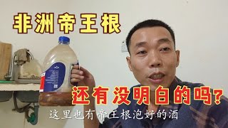 非洲大陆神奇的帝王根，用纪录片给大家介绍很明白了吧，赶紧体验