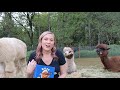 alpaca storytime with shannon joy reading rojo where is my hair