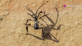 Insect Oddities: Quirky Bugs of Nicaragua #animal2024 #wildlife