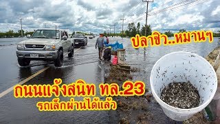 ขับรถ ทดสอบถนนน้ำท่วม ตรงถนนแจ้งสนิท ทล.23 ช่วงบ้านกอก อ.เขื่องใน อุบล เจอชาวบ้านหาปลา หมานๆ