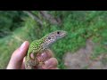 Östliche smaragdeidechse 4k lacerta viridis eastern green lizard