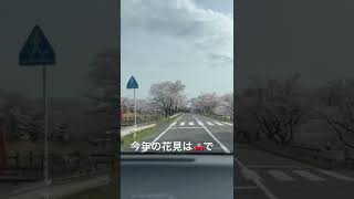 【桜満開】車で通るだけの花見#shorts