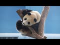 20211014 圓寶登高沒點心 千挑萬選竹一根 午餐 giant panda yuan yuan u0026 yuan bao