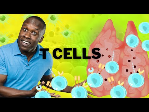 How are T cells made in the body?