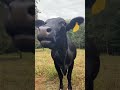 cow sound sapi inek cow lembu cebu ngakak caballos vaca