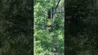 30-40 Yard Shot Through Brush and Branches to a 3D Target | Leupold Course @totalarcherychallenge