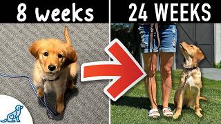 Your Step-By-Step Puppy Training Schedule (By Age)