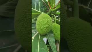 கொத்து கொத்தாய் காய்த்துதொங்கும் கறி சக்கை/Bread fruit/கறிசக்கை/#கறிசக்கை#food #breadfruit#vegetable