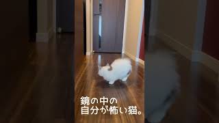 鏡の中の自分が怖い猫。