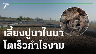 เลี้ยงปูนาในนาข้าว โตเร็วกำไรงาม | 30-01-65 | ตะลอนข่าวสุดสัปดาห์