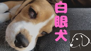 【ビーグル🐶セブ】子犬の変顔をお届けします！NARUTO 日向セブです👀