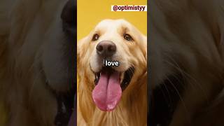 Why are Golden Retrievers BEST DOG EVER!